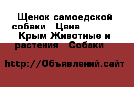 Щенок самоедской собаки › Цена ­ 20 000 - Крым Животные и растения » Собаки   